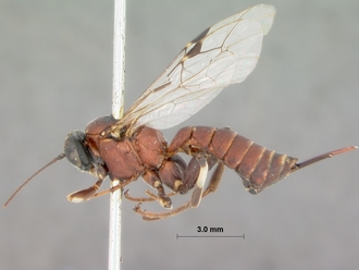 Itoplectis_rugosus_HOLOTYPE