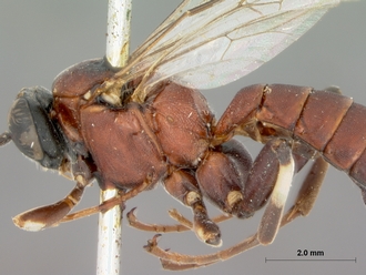 Itoplectis_rugosus_HOLOTYPE