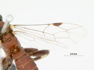 Itoplectis_rugosus_HOLOTYPE