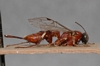 Pimpla_albipalpis_HOLOTYPE