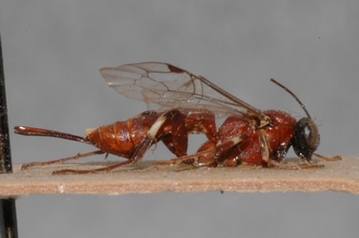 Pimpla_albipalpis