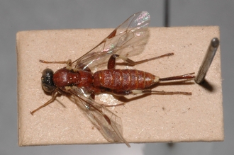 Pimpla_albipalpis