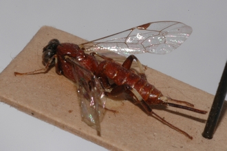 Pimpla_albipalpis
