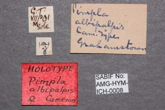 Pimpla_albipalpis_labels