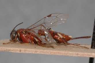 Pimpla_albipalpis