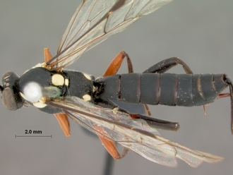 Pimpla_arnoldi_HOLOTYPE