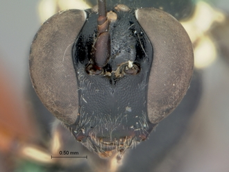 Pimpla_arnoldi_HOLOTYPE