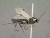 Pimpla_arnoldi_HOLOTYPE