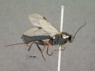Pimpla_arnoldi_HOLOTYPE