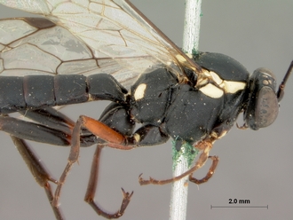 Pimpla_arnoldi_HOLOTYPE