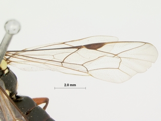 Pimpla_arnoldi_HOLOTYPE