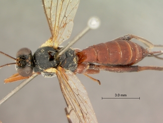 Pimpla_bistricta_HOLOTYPE