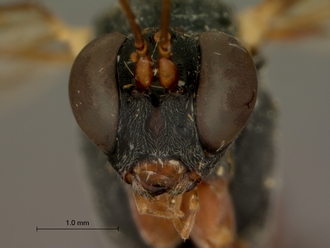 Pimpla_bistricta_HOLOTYPE