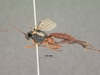 Pimpla_bistricta_HOLOTYPE