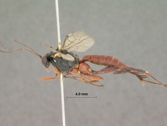 Pimpla_bistricta_HOLOTYPE