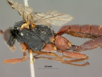 Pimpla_bistricta_HOLOTYPE