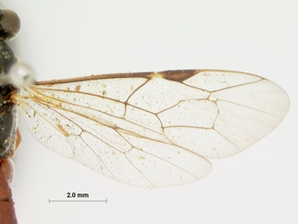 Pimpla_bistricta_HOLOTYPE