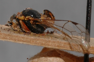 Pimpla_brunneiventris_HOLOTYPE