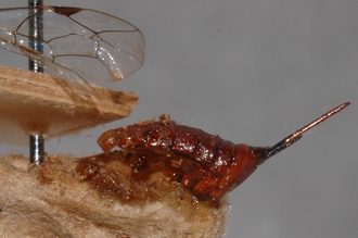 Pimpla_brunneiventris_HOLOTYPE