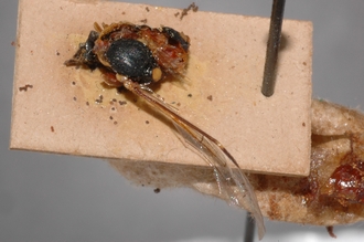 Pimpla_brunneiventris_HOLOTYPE