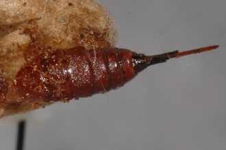 Pimpla_brunneiventris_HOLOTYPE
