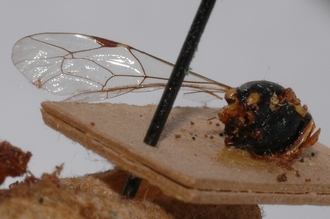 Pimpla_brunneiventris_HOLOTYPE