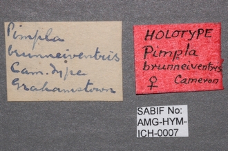 Pimpla_brunneiventris_labels