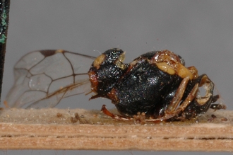 Pimpla_brunneiventris_HOLOTYPE