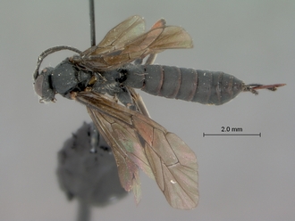 Pimpla_burgeoni_HOLOTYPE