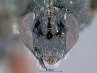 Pimpla_burgeoni_HOLOTYPE