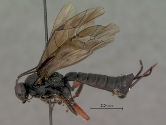 Pimpla_burgeoni_HOLOTYPE