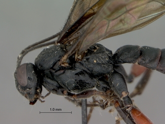 Pimpla_burgeoni_HOLOTYPE