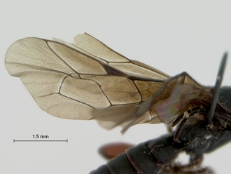 Pimpla_burgeoni_HOLOTYPE