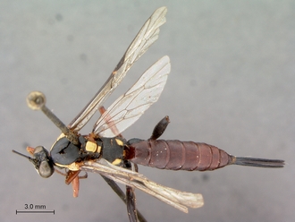 Pimpla_conchyliata_HT_female_habitus_dorsal