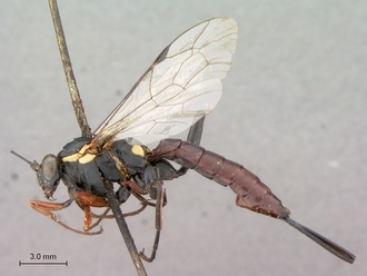 Pimpla_conchyliata_HT_female_habitus_lateral