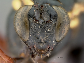 Pimpla_conchyliata_HT_female_head_frontal