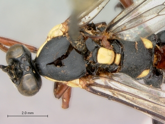 Pimpla_conchyliata_HT_female_head_mesosoma_dorsal