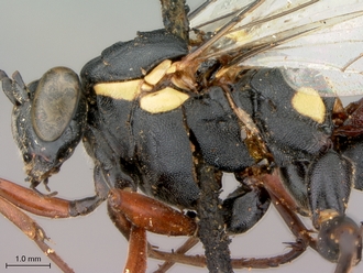 Pimpla_conchyliata_HT_female_head_mesosoma_lateral