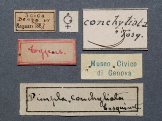 Pimpla_conchyliata_HT_female_labels
