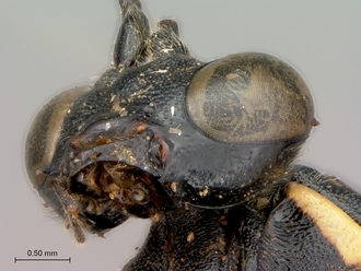 Pimpla_conchyliata_HT_female_mandible