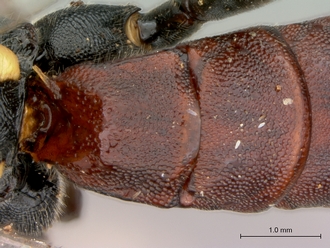 Pimpla_conchyliata_HT_female_petiole_dorsal
