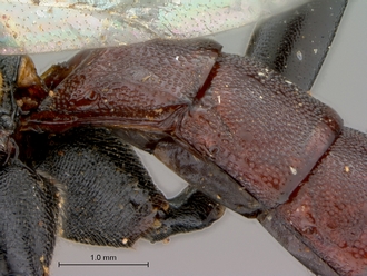 Pimpla_conchyliata_HT_female_petiole_lateral
