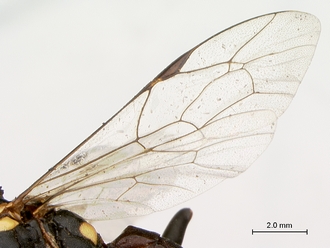 Pimpla_conchyliata_HT_female_wings