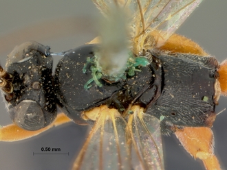 Pimpla_rubripes_HOLOTYPE