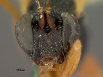 Pimpla_rubripes_HOLOTYPE