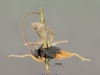 Pimpla_rubripes_HOLOTYPE