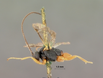 Pimpla_rubripes_HOLOTYPE