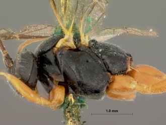 Pimpla_rubripes_HOLOTYPE