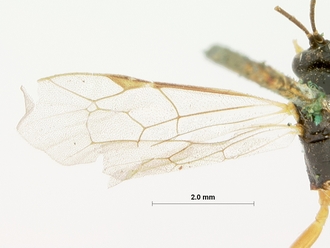 Pimpla_rubripes_HOLOTYPE
