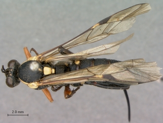 Pimpla_mahalensis_HT_female_habitus_dorsal